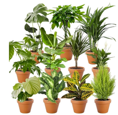 Zimmerpflanzen 8er-Set Überraschungsbox für 30€ (-15%)